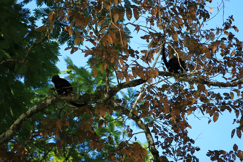 Protected: Safari float 23-11-2025