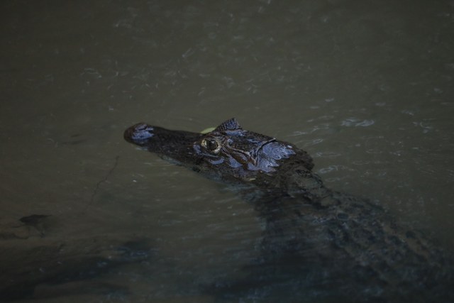 Protected: safari 12-30-2025 Maquique adventure
