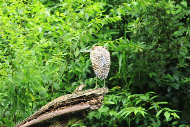 Protected: 11-29-2025 safari Maquique Adventure