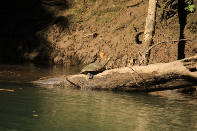 Protected: Protected: Safari float Maquique 23-01-2026