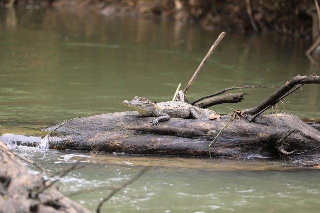 Protected: Safari float Maquique 16-01-2026