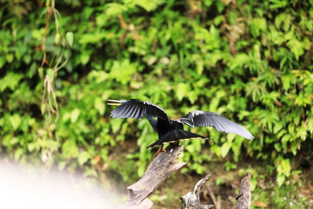 Protected: Safari float Maquique 04-01-2026