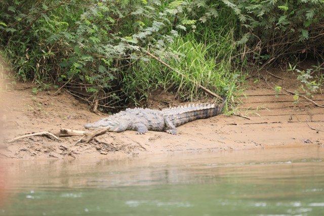 Protected: 14-01-2026 SAFARI