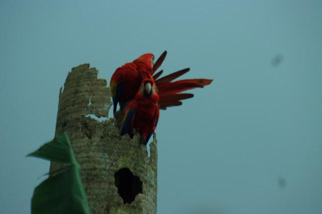 Protected: Safari float Maquique 20-01-2026