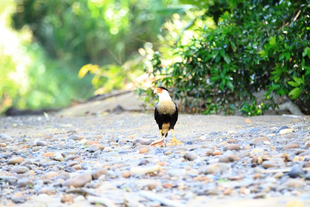 Protected: Safari float Maquique 09-01-2026