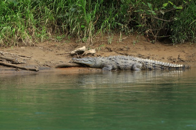 Protected: 09-03-2026 Safari Maquique Adventure