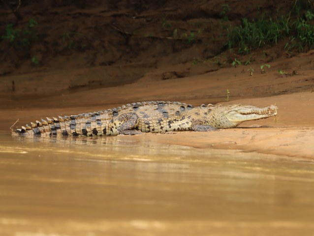 Protected: safari MAQUIQUE ADVENTURE 25-07-2026