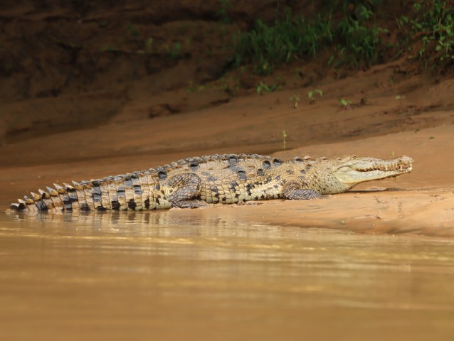 Protected: safari MAQUIQUE ADVENTURE 25-07-2026